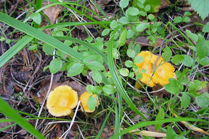 paddenstoelen zoeken - finding mushrooms, cottages zomerhuisjes - skandinavia - skiing, snowboarding, dogsleds, snow mobiles, trekking, fishing, swimming and  cottage in south east Finland - summer, fall, autumn, winter and spring at Penttilä Gardens