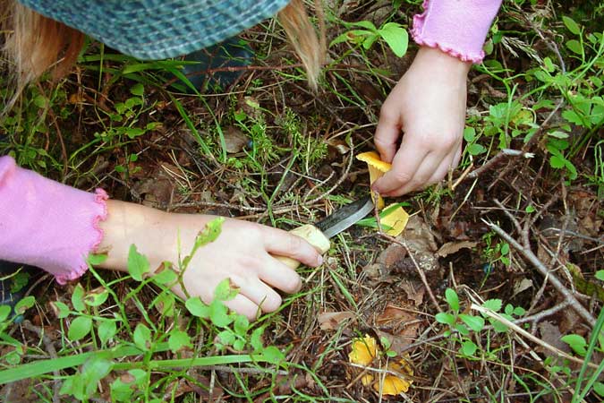 paddenstoelen zoeken - finding mushrooms, cottages zomerhuisjes - skandinavia - skiing, snowboarding, dogsleds, snow mobiles, trekking, fishing, swimming and  cottage in south east Finland - summer, fall, autumn, winter and spring at Penttilä Gardens