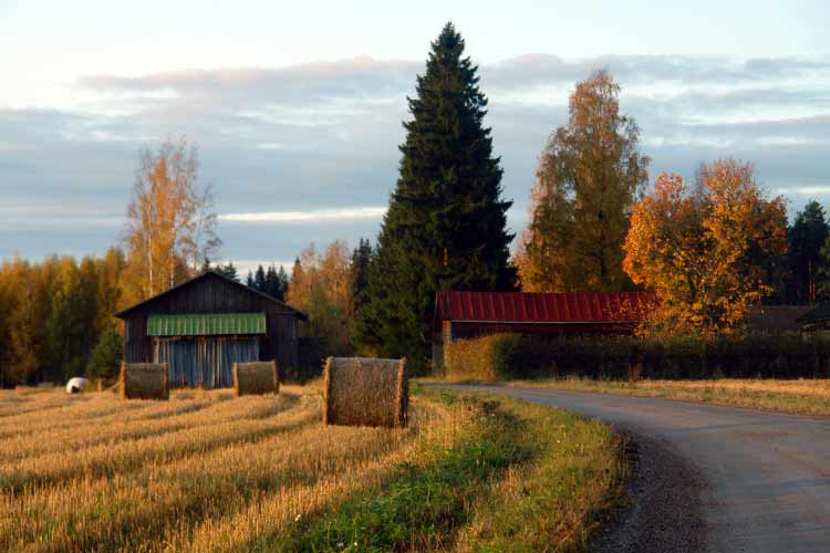 Walking in the Finnish countryside, near the Penttilä cottage.