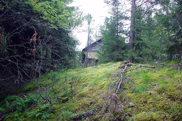 Walking in the Finnish countryside, near the Penttilä cottage in the old forest at the abandoned Nojola farm.