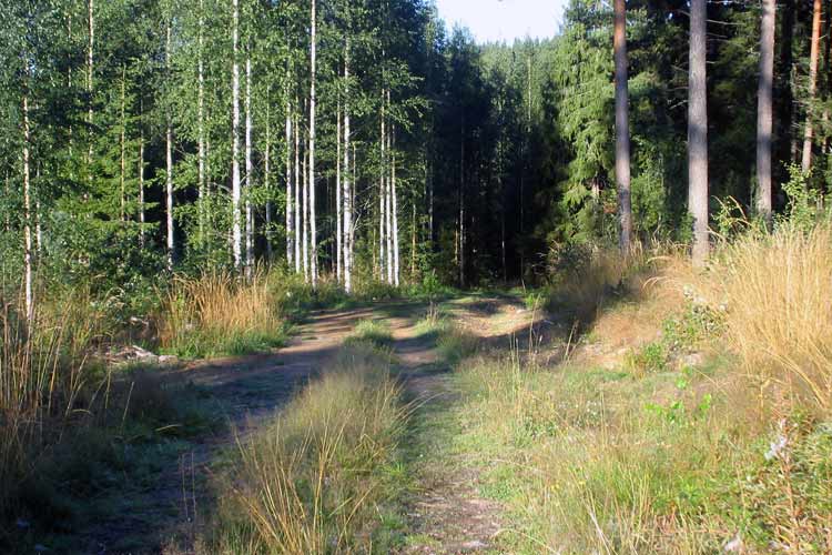 Walking in the Finnish countryside, near the Penttilä cottage in the old forest at the abandoned Nojola farm.
