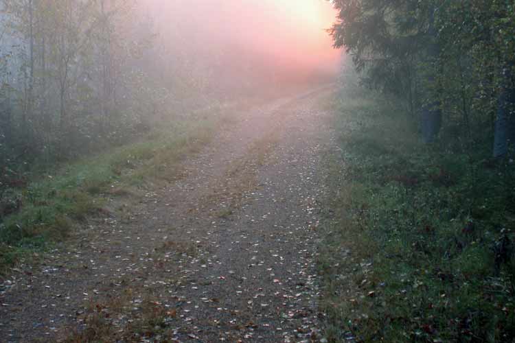Walking in the Finnish countryside, near the Penttilä cottage in the old forest at the abandoned Nojola farm.