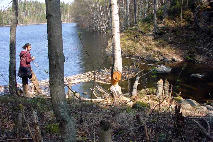 The Rock paintings of Astuvansalmi - 20 kilometers from Ristiina