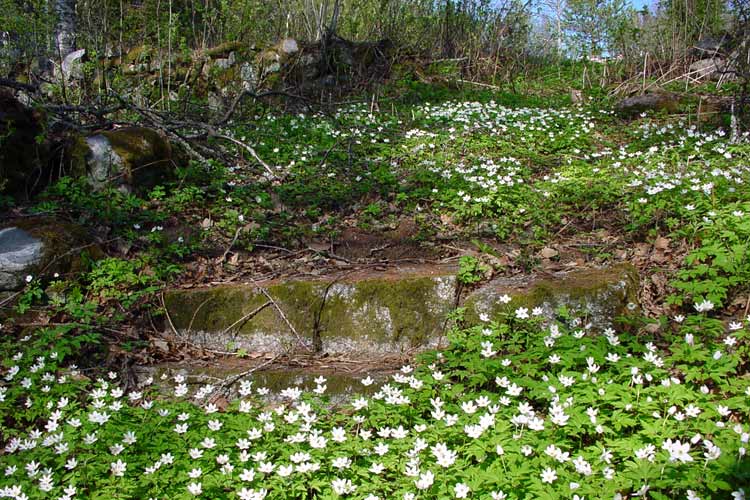 In the lower forest, where there were granite steps leading you down to the shore, where there used te be a bathhouse in the water.