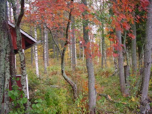 winter cottages zomerhuisjes - skandinavia - skiing, snowboarding, dogsleds, snow mobiles, trekking, fishing, swimming and sauna holidays - vacations in your own cottage in south east Finland - summer, fall, autumn, winter and spring at Penttilä Gardens