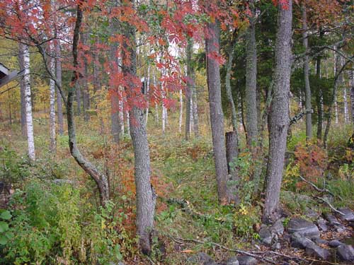 winter cottages zomerhuisjes - skandinavia - skiing, snowboarding, dogsleds, snow mobiles, trekking, fishing, swimming and sauna holidays - vacations in your own cottage in south east Finland - summer, fall, autumn, winter and spring at Penttilä Gardens