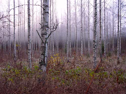 winter cottages zomerhuisjes - skandinavia - skiing, snowboarding, dogsleds, snow mobiles, trekking, fishing, swimming and sauna holidays - vacations in your own cottage in south east Finland - summer, fall, autumn, winter and spring at Penttilä Gardens