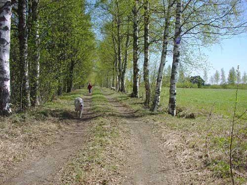 Walking in Finland - cottages zomerhuisjes - skandinavia - skiing, snowboarding, dogsleds, snow mobiles, trekking, fishing, swimming and sauna holidays - vacations in your own cottage in south east Finland - summer, fall, autumn, winter and spring at Penttilä Gardens