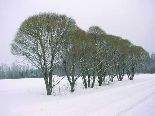 Kangasniemi, Finland - winter cottages zomerhuisjes - skandinavia - skiing, snowboarding, dogsleds, snow mobiles, trekking, fishing, swimming and sauna holidays - vacations in your own cottage in south east Finland - summer, fall, autumn, winter and spring at Penttilä Gardens